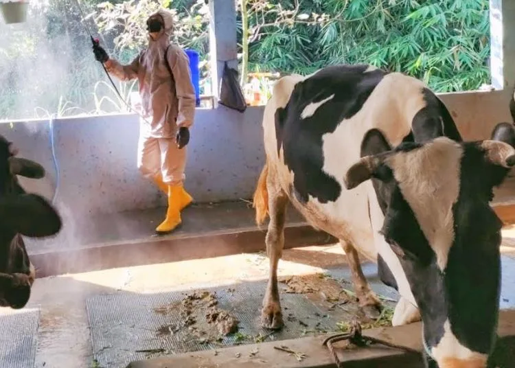 Petugas Dinas Pangan dan Pertanian Kota Salatiga saat melakukan penyemprotan cairan desinfektan kandang sapi milik warga di Argomulyo, beberapa waktu lalu. (Dok.Dispangtan Salatiga/Lingkarjateng.id) 