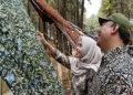 Pengunjung menikmati pameran batik dalam Kenduri Batik di wisata alam Sikembang Park, Kecamatan Blado, Kabupaten Batang, Sabtu (17/10/2026). Foto : Dok.Pemkab Batang/Lingkar