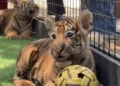 Tiga Anak Harimau Benggala di Semarang Zoo Jadi Daya Tarik Baru Pengunjung. Foto: Dok.Instagram Semarang Zoo/Lingkar
