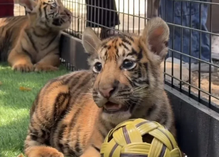Tiga Anak Harimau Benggala di Semarang Zoo Jadi Daya Tarik Baru Pengunjung. Foto: Dok.Instagram Semarang Zoo/Lingkar