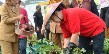 Wali Kota Semarang Agustina Wilujeng Pramestuti ikut panen ubi jalar di pekarangan warga Kelurahan Pudakpayung, Kecamatan Banyumanik pada Senin, 26 Oktober 2026. (dok for Lingkarjateng.id)