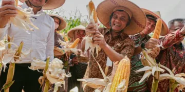 Gubernur Jawa Tengah Ahmad Luthfi saat Panen Raya Jagung di Desa Karanganyar, Kecamatan Weru, Sukoharjo, Kamis, 1 Oktober 2026. (Dok. Pemprov Jateng/Lingkarjateng.id)
