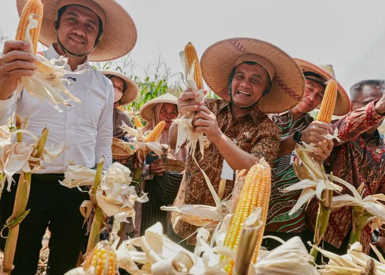 Gubernur Jawa Tengah Ahmad Luthfi saat Panen Raya Jagung di Desa Karanganyar, Kecamatan Weru, Sukoharjo, Kamis, 1 Oktober 2026. (Dok. Pemprov Jateng/Lingkarjateng.id)