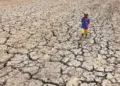 Ilustrasi seorang anak melintasi sawah yang terdampak kekeringan. (Antara)
