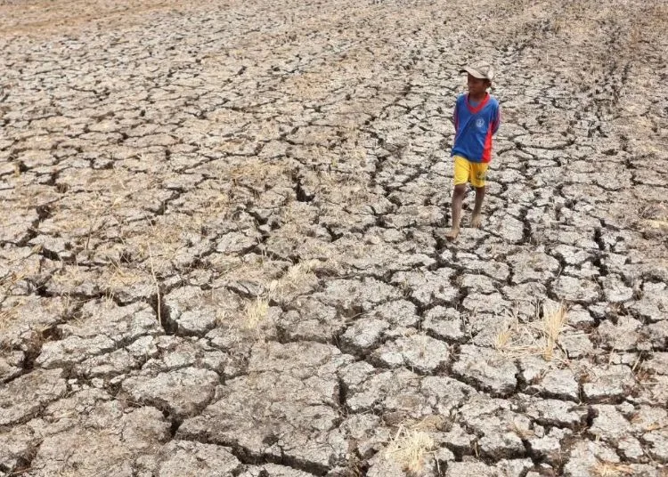 Ilustrasi seorang anak melintasi sawah yang terdampak kekeringan. (Antara)