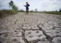 Lahan sawah dengan tanaman padi terdampak kekeringan. (Antara/Lingkarjateng.id)