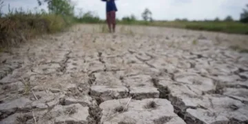 Lahan sawah dengan tanaman padi terdampak kekeringan. (Antara/Lingkarjateng.id)